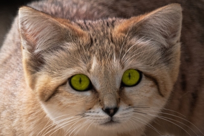 felin