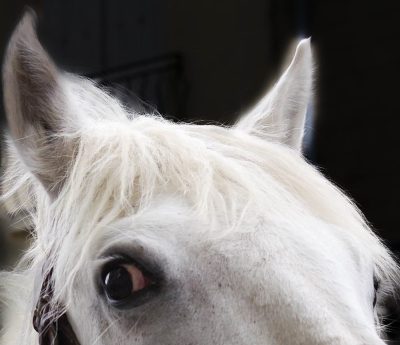 regard-de-cheval
