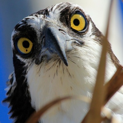 Aigle-pecheur