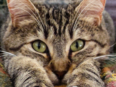 Regard-de-fauve